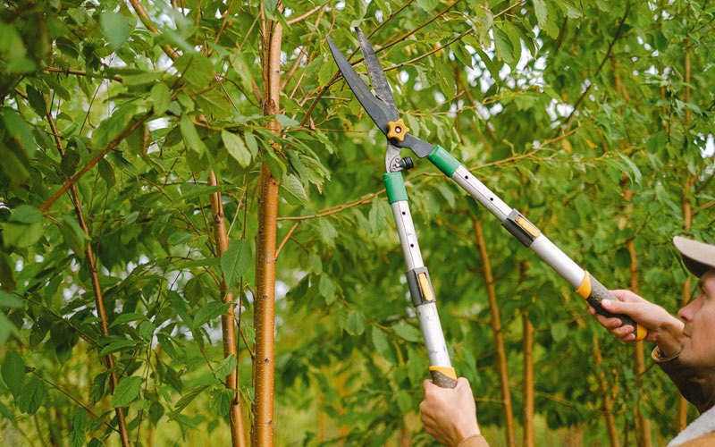 Tree trimming in Delhi, IA
